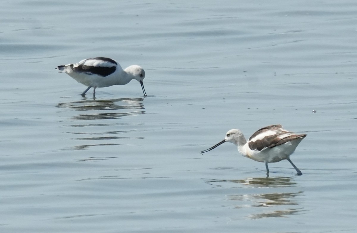 American Avocet - ML642438669