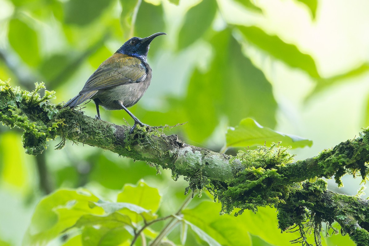 Blue-headed Sunbird - ML642438670