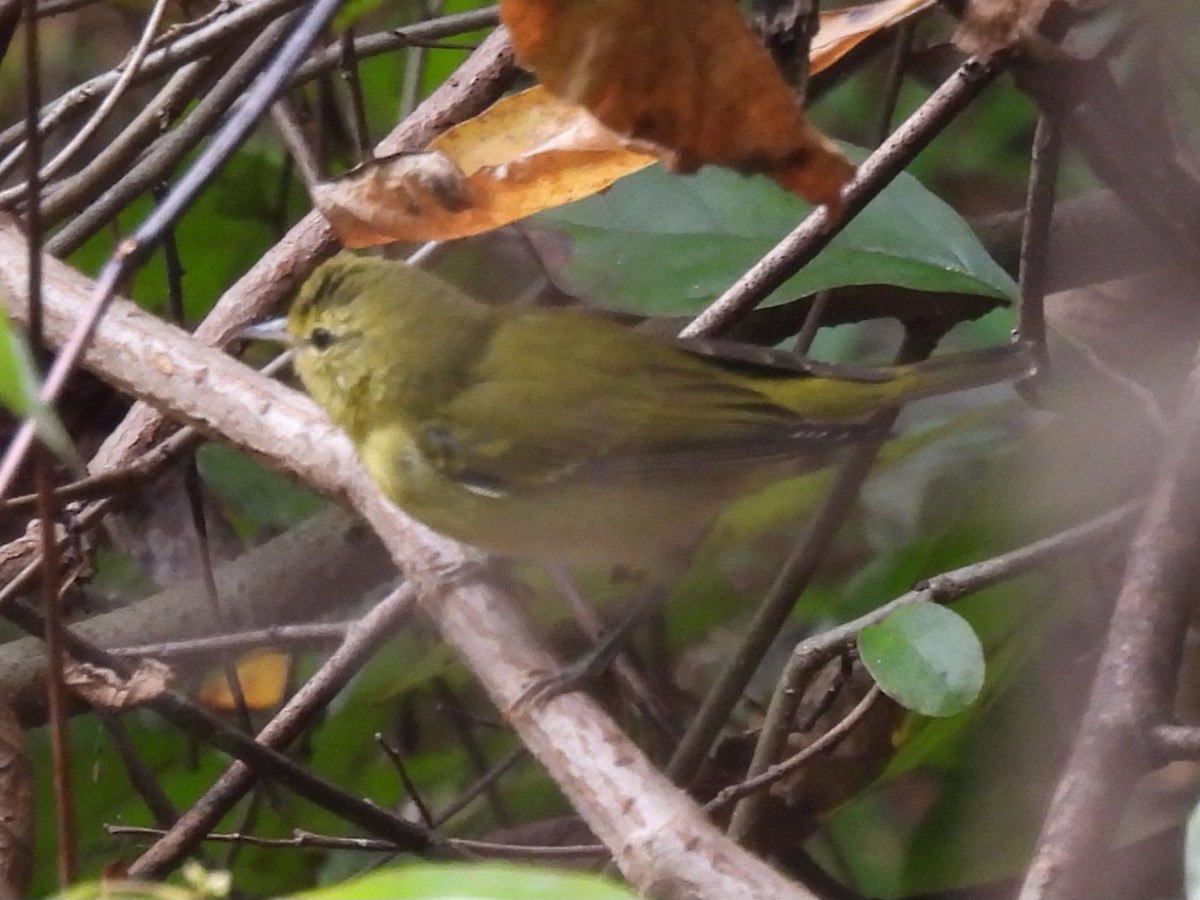 lesňáček olivový - ML642438690