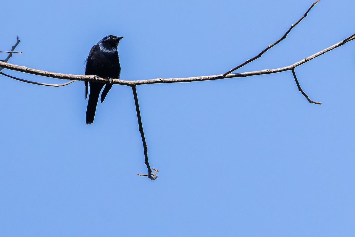 Stuhlmann's Starling - ML642438709