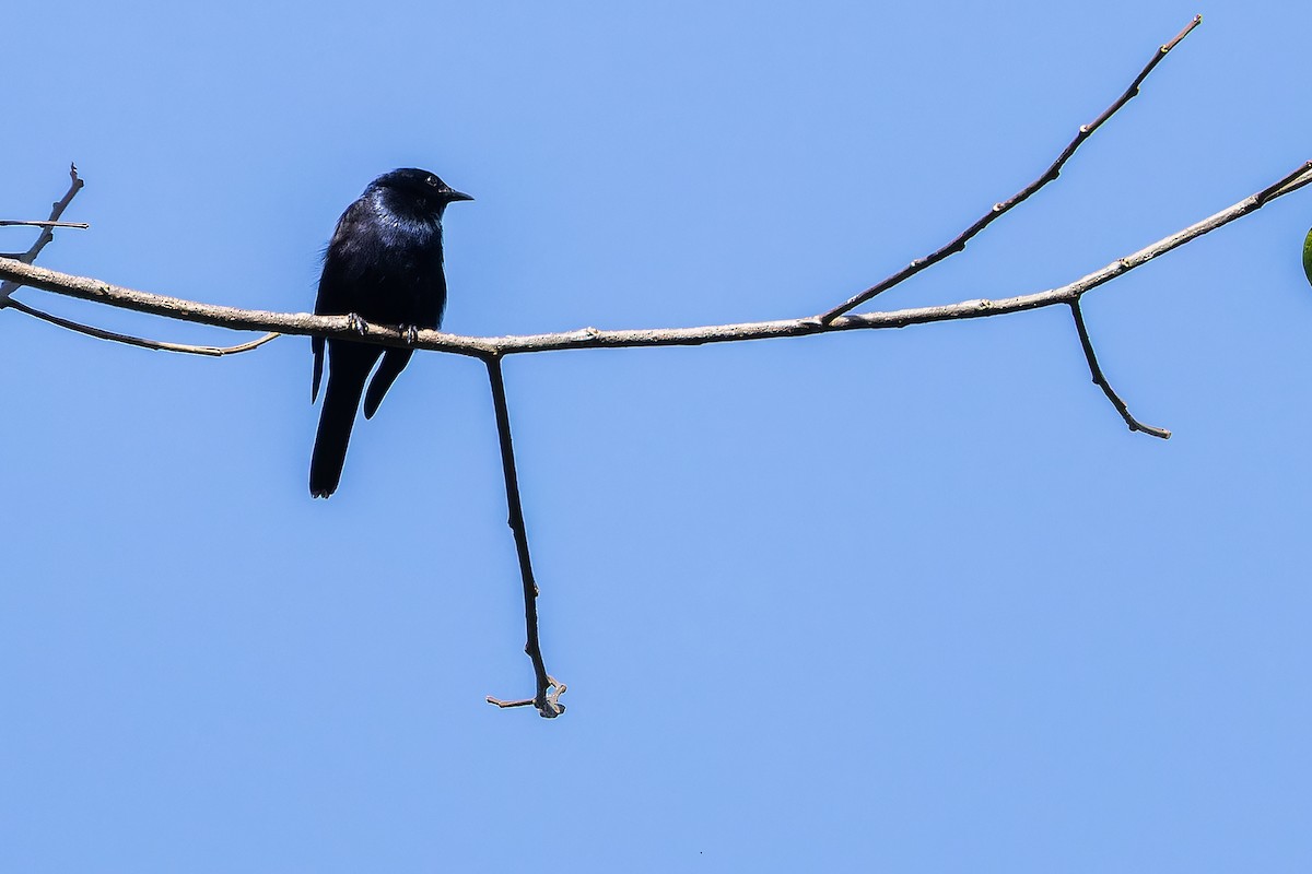 Stuhlmann's Starling - ML642438710