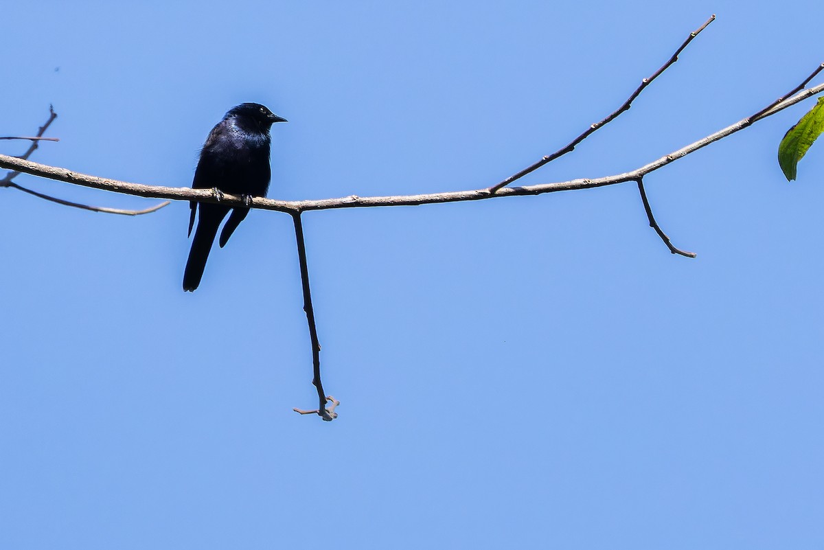 Stuhlmann's Starling - ML642438711