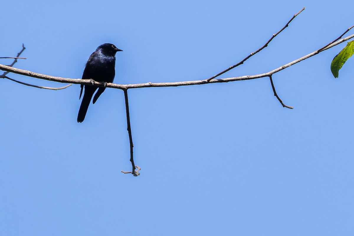 Stuhlmann's Starling - ML642438712