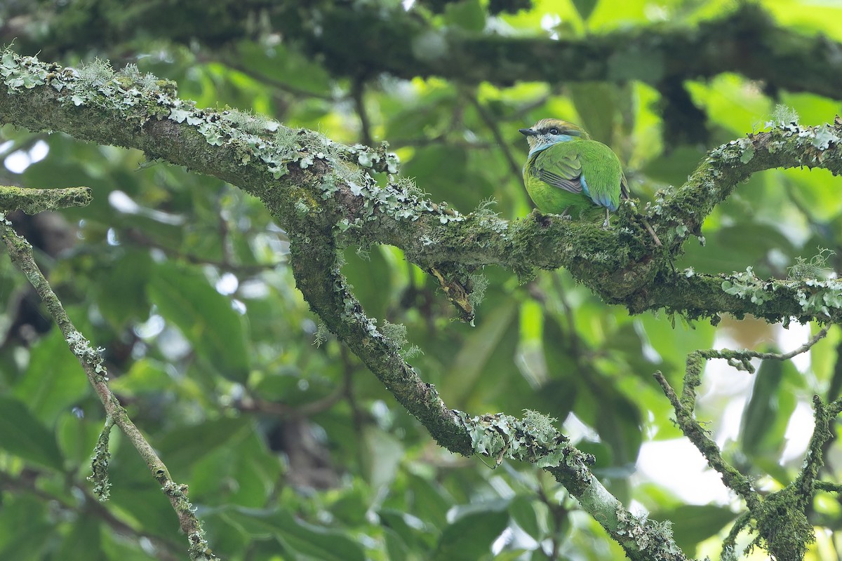 Grauer's Broadbill - ML642438725