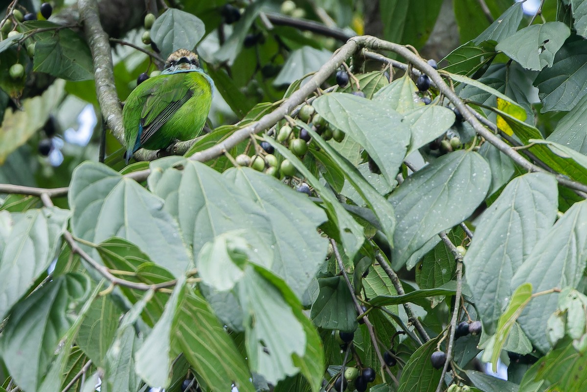 Grauer's Broadbill - ML642438726