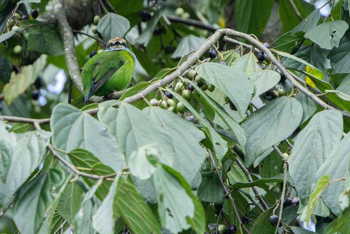 Grauer's Broadbill - ML642438727