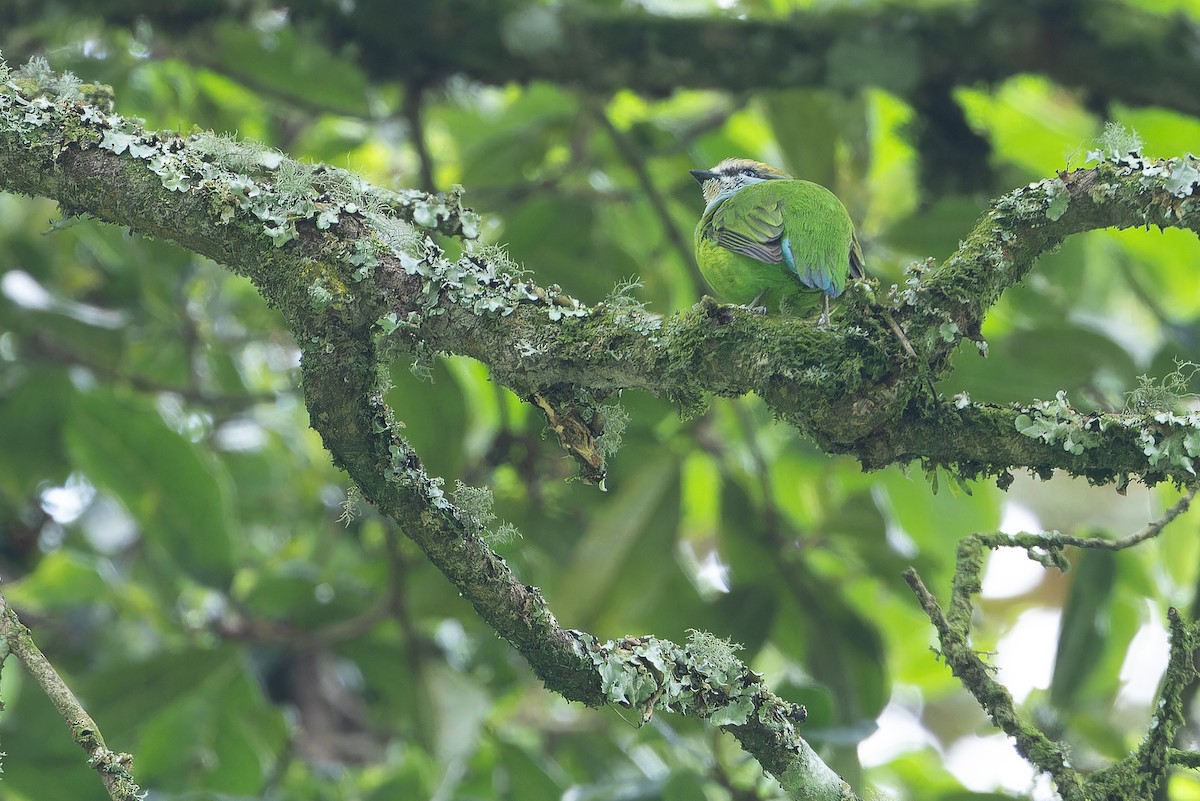 Grauer's Broadbill - ML642438728