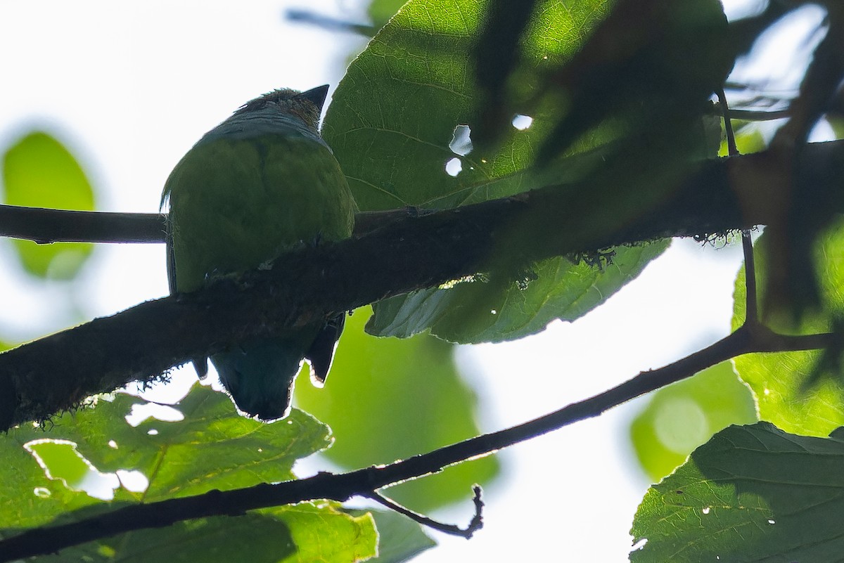 Grauer's Broadbill - ML642438729