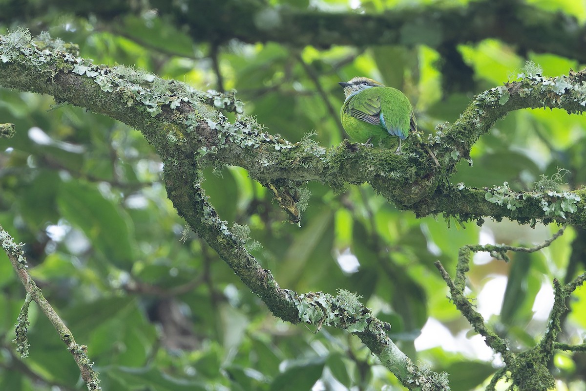 Grauer's Broadbill - ML642438730