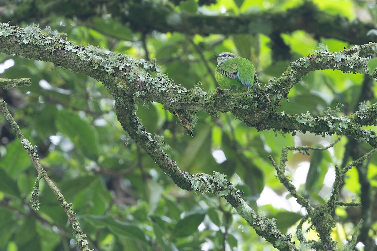 Grauer's Broadbill - ML642438734