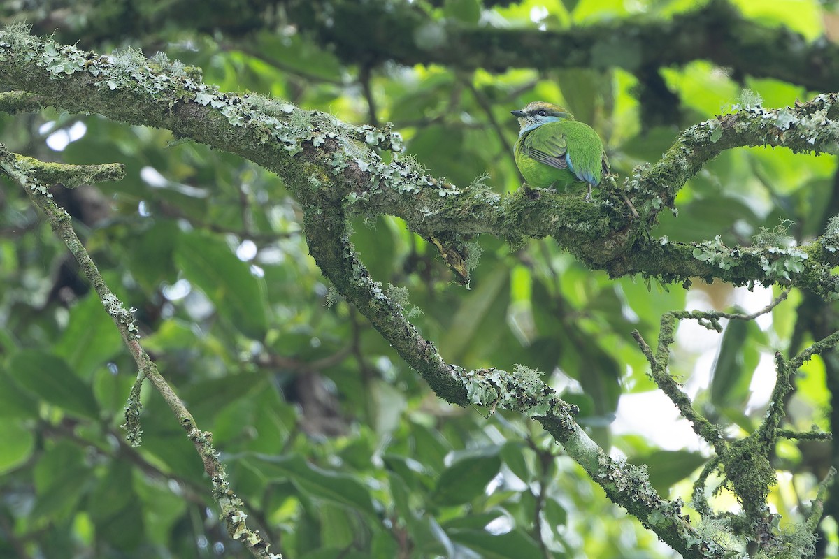 Grauer's Broadbill - ML642438735