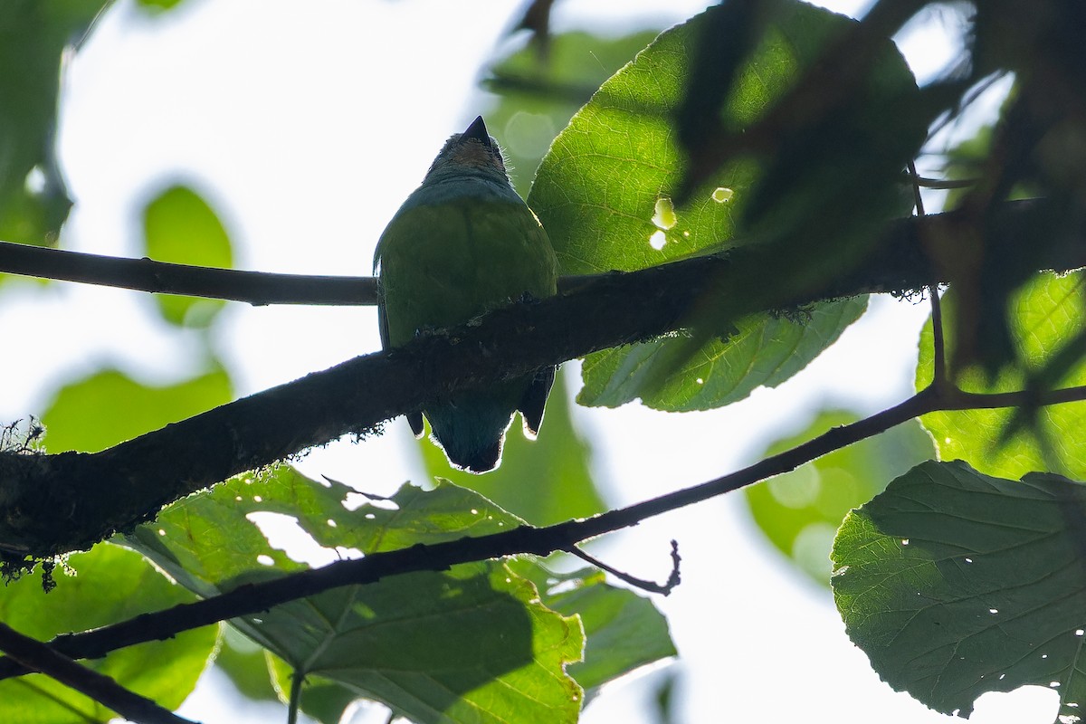 Grauer's Broadbill - ML642438736