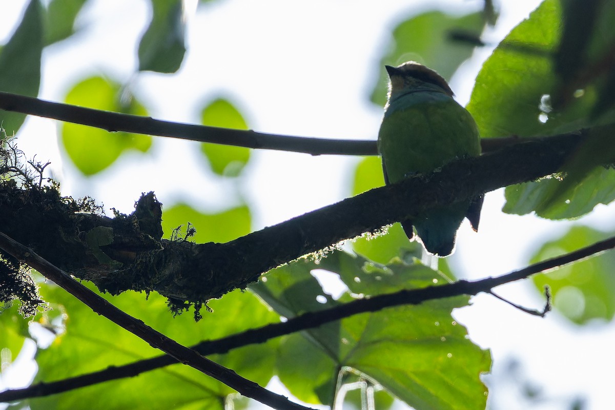Grauer's Broadbill - ML642438739