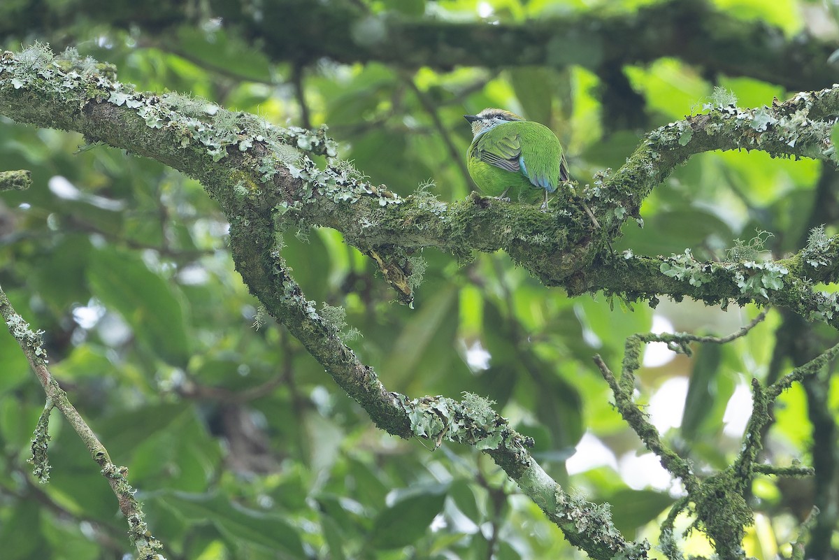 Grauer's Broadbill - ML642438741