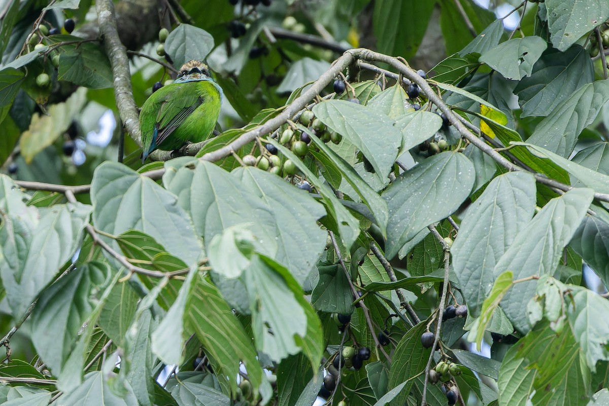 Grauer's Broadbill - ML642438742