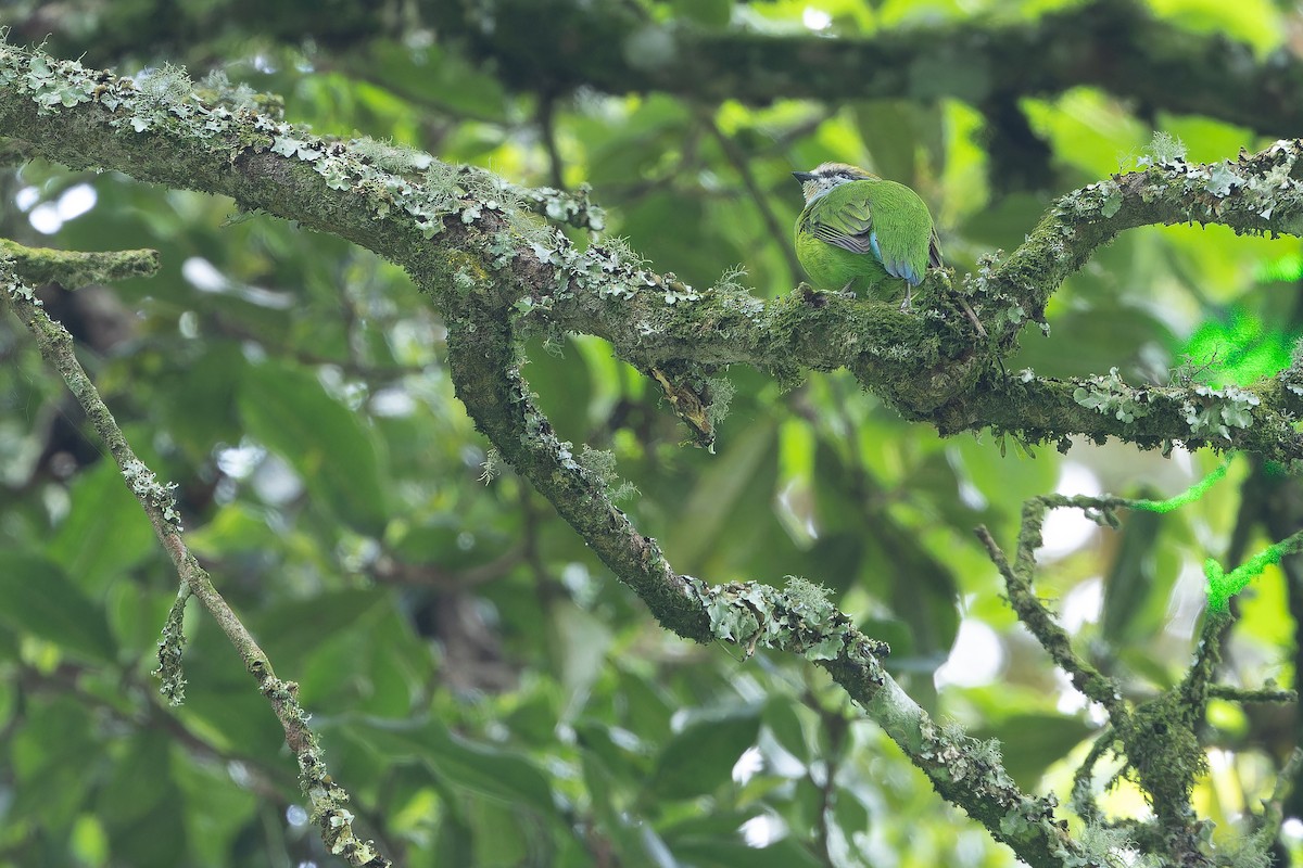 Grauer's Broadbill - ML642438743