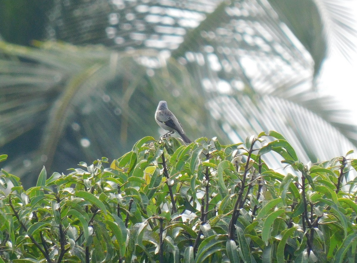 Yellow-winged Tanager - ML642438760