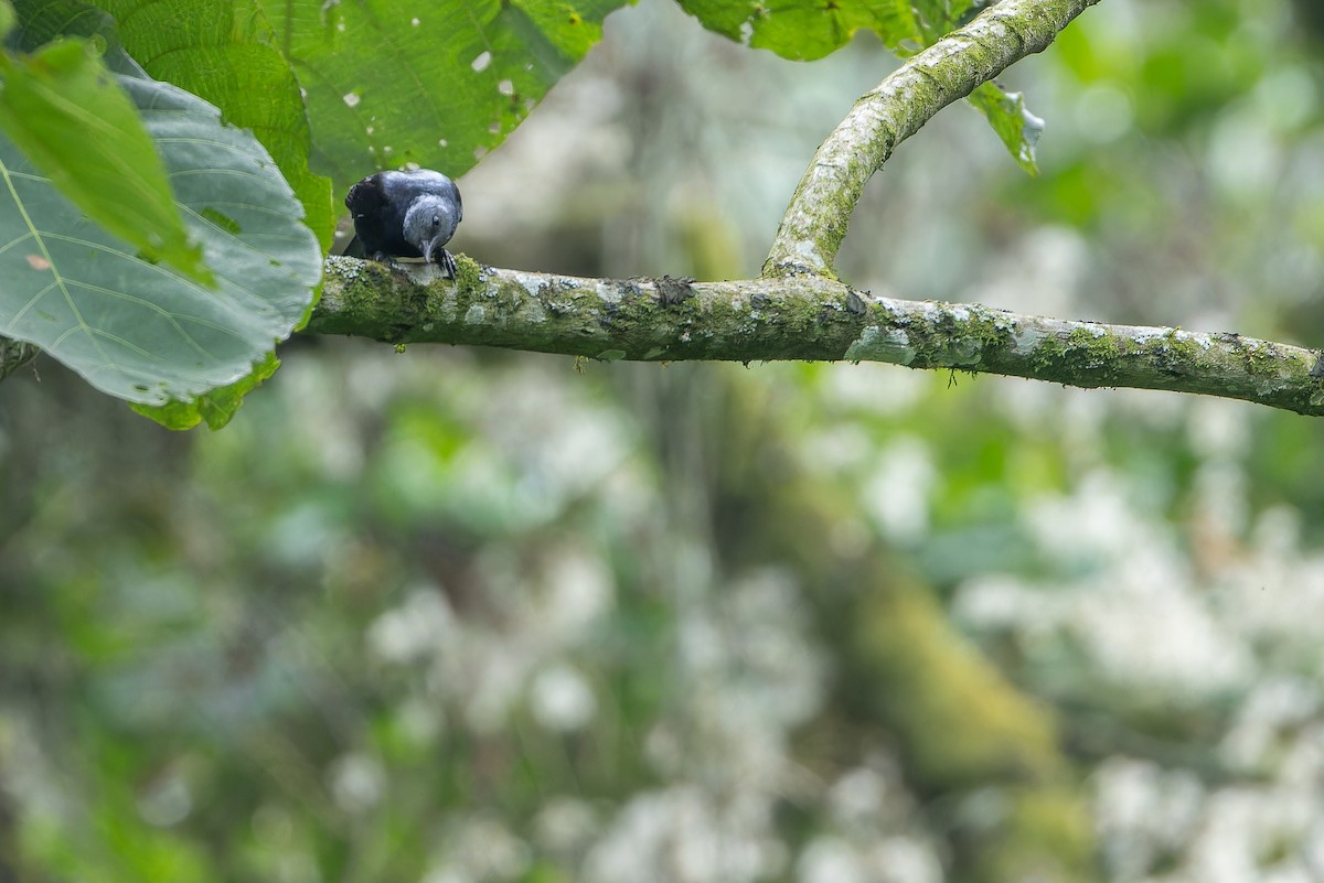 Wallerstar (elgonensis) - ML642438763