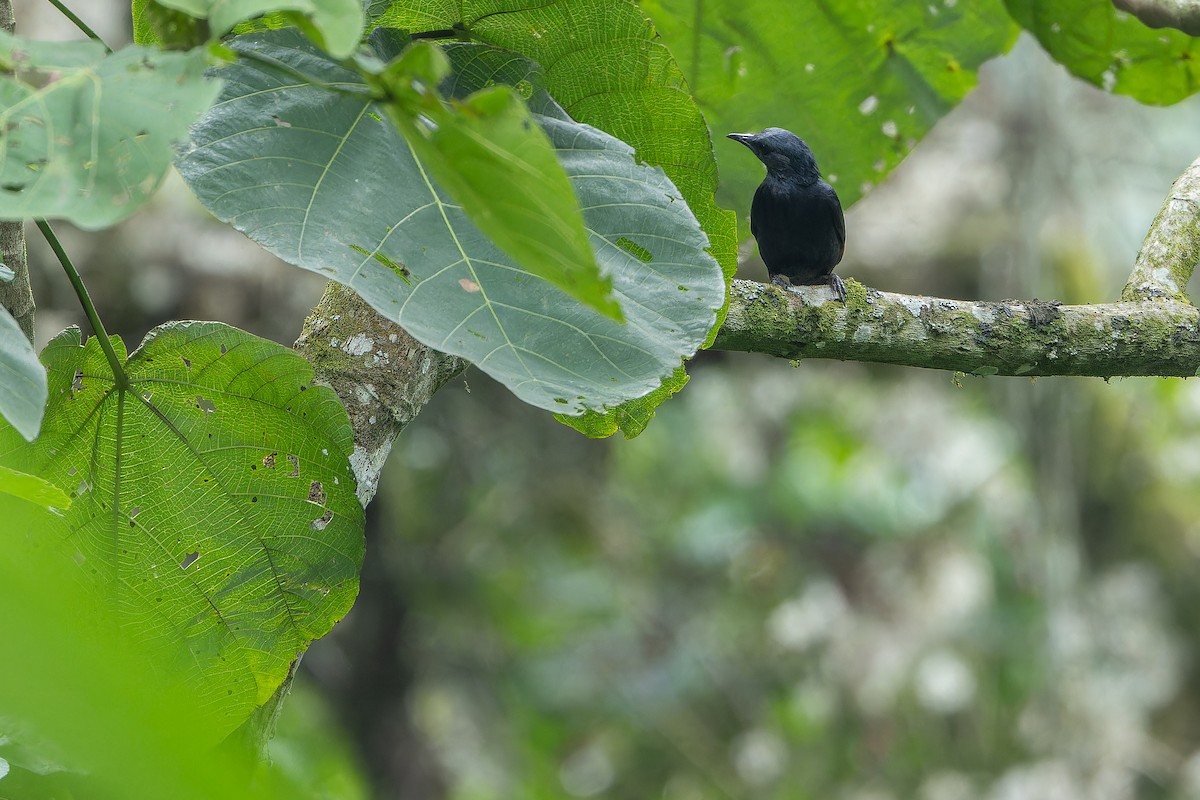 Wallerstar (elgonensis) - ML642438764