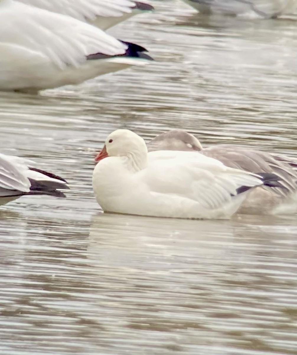 Ross's Goose - ML642438766