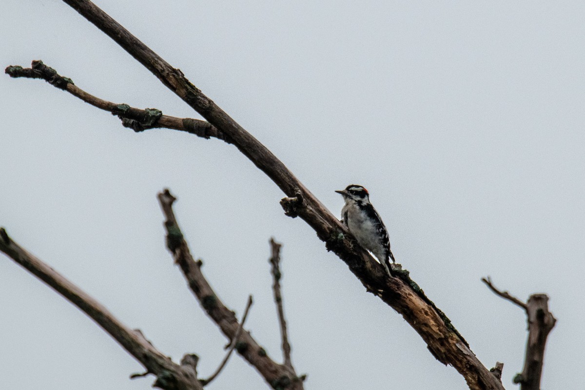 Downy Woodpecker - ML642438783