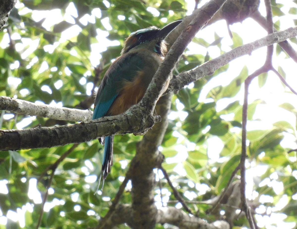 Turquoise-browed Motmot - ML642438792