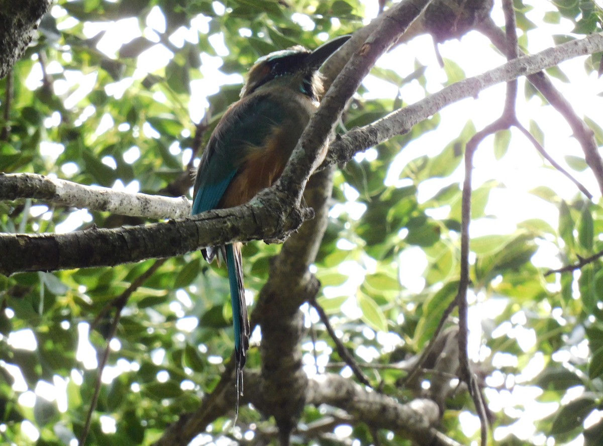Turquoise-browed Motmot - ML642438793
