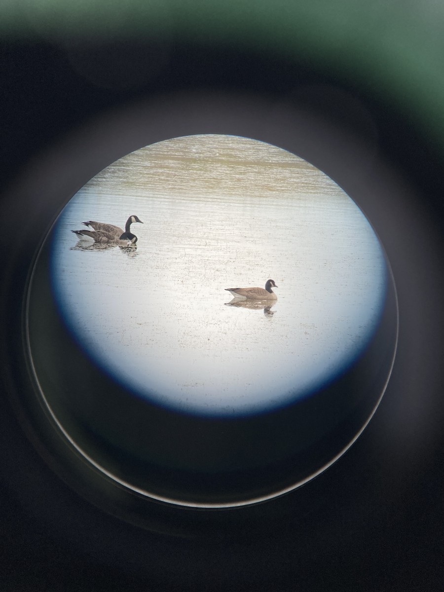 Cackling Goose - ML642438796