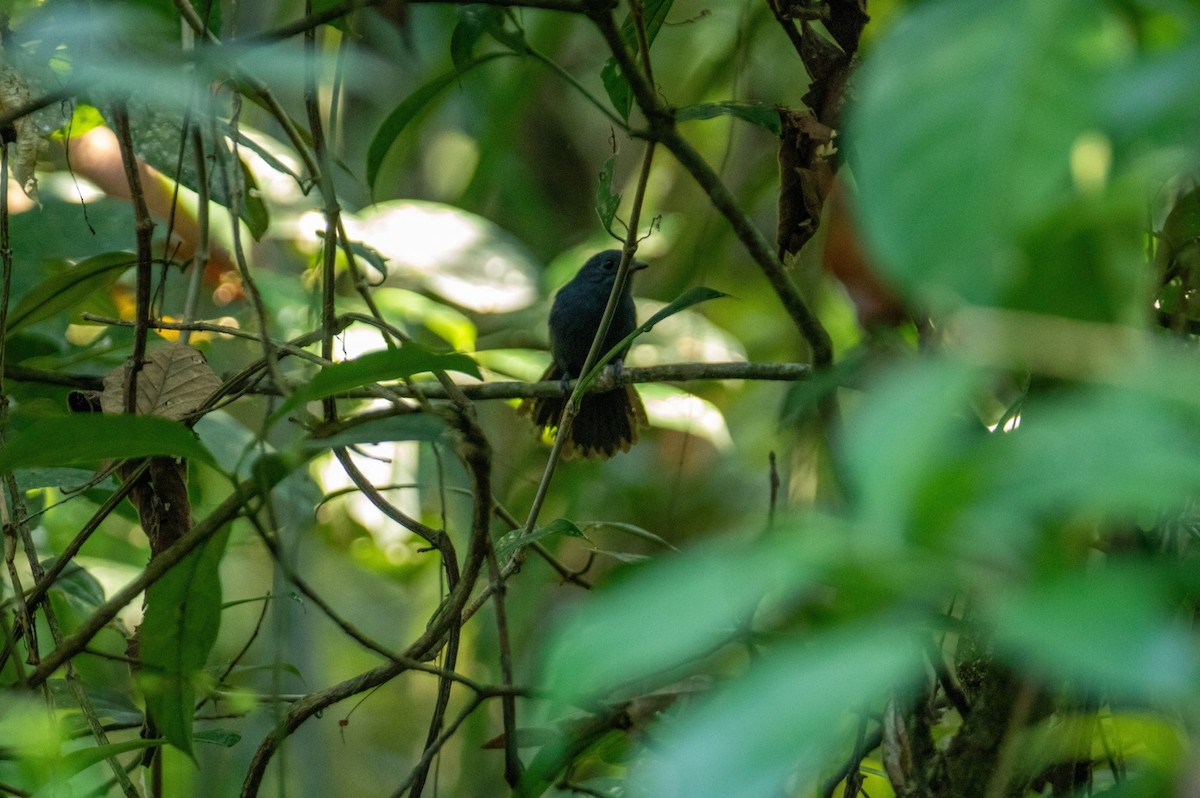 Bluish-slate Antshrike - ML642438800