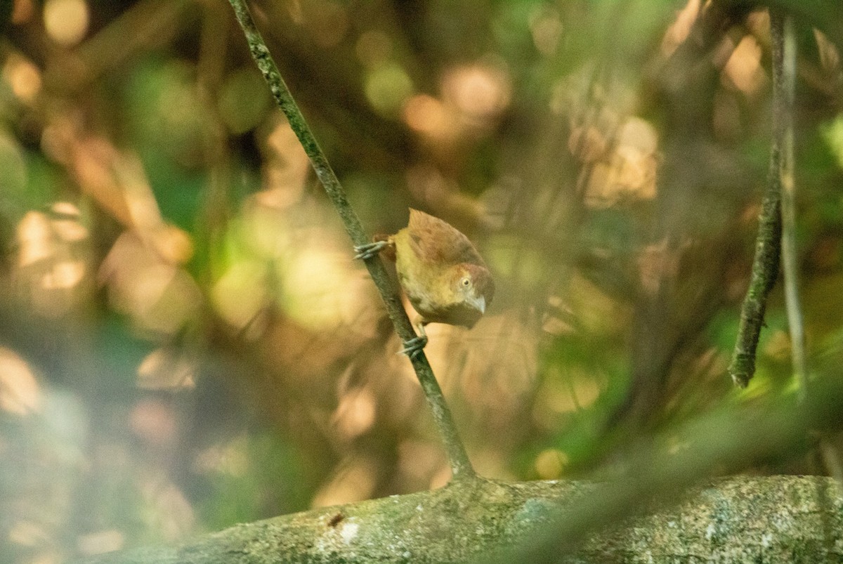 Chestnut-crowned Foliage-gleaner - ML642438804