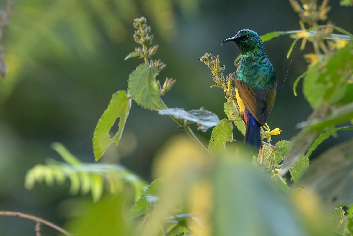 Regal Sunbird - ML642438806