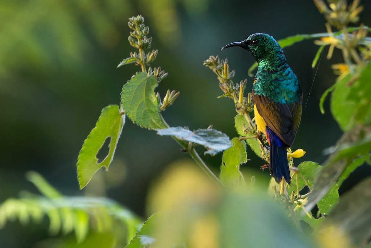 Regal Sunbird - ML642438807