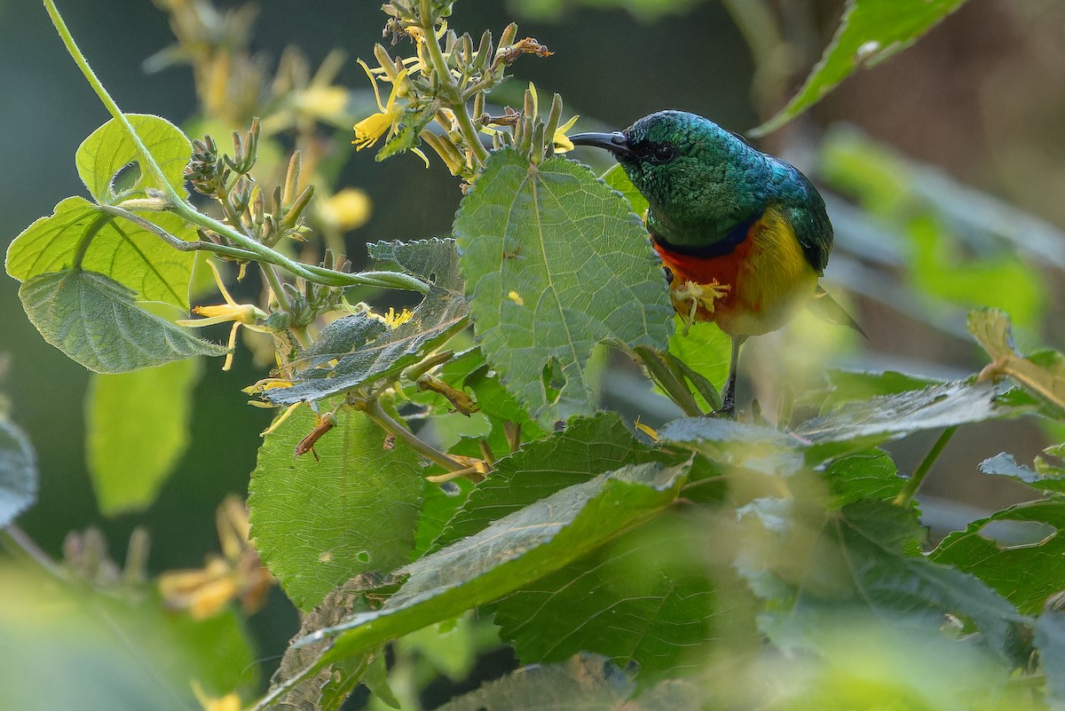 Regal Sunbird - ML642438808