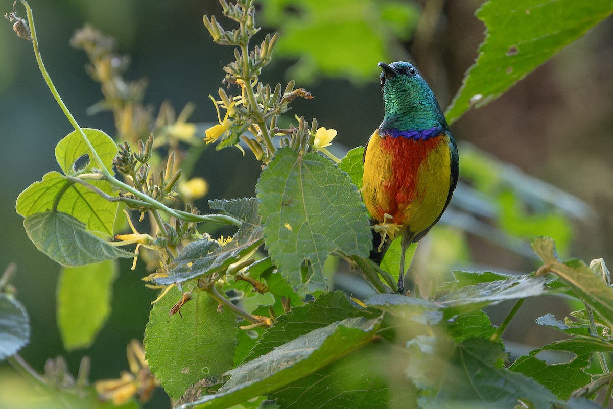 Regal Sunbird - ML642438809