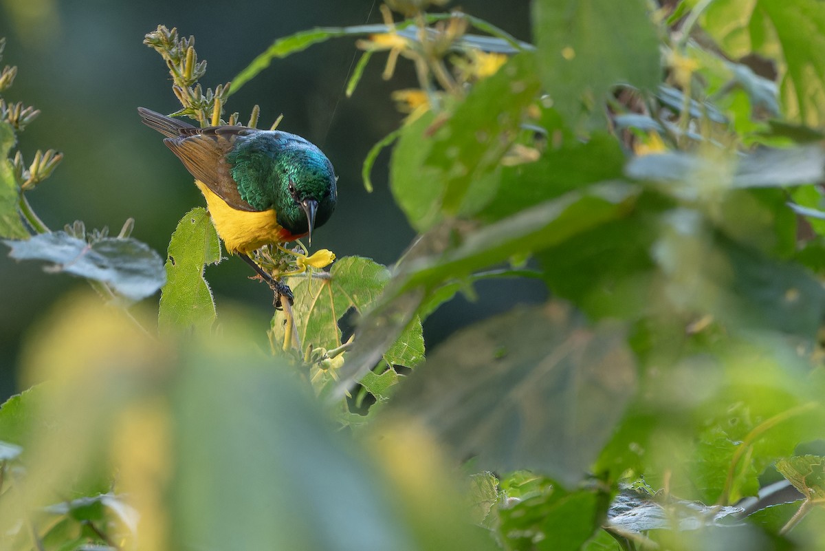 Regal Sunbird - ML642438810