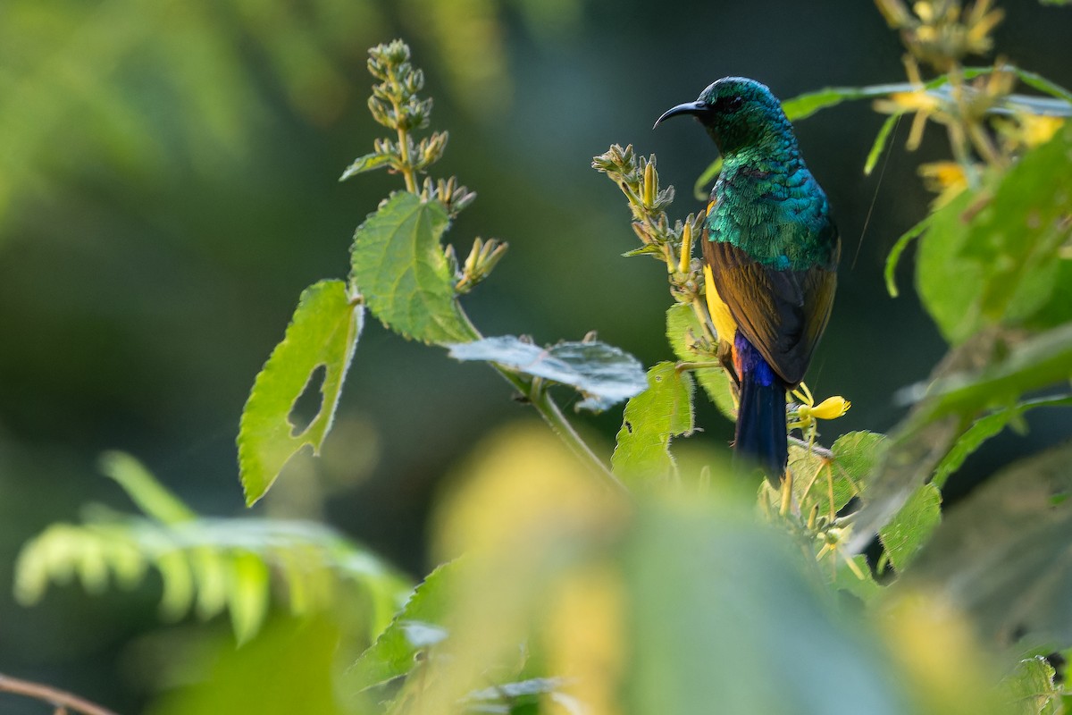 Regal Sunbird - ML642438811