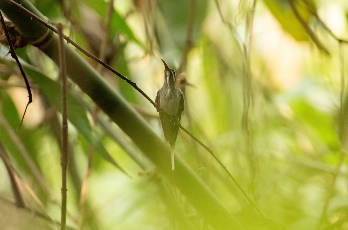 White-bearded Hermit - ML642438813