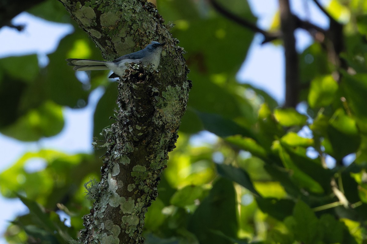 White-tailed Blue Flycatcher - ML642438868
