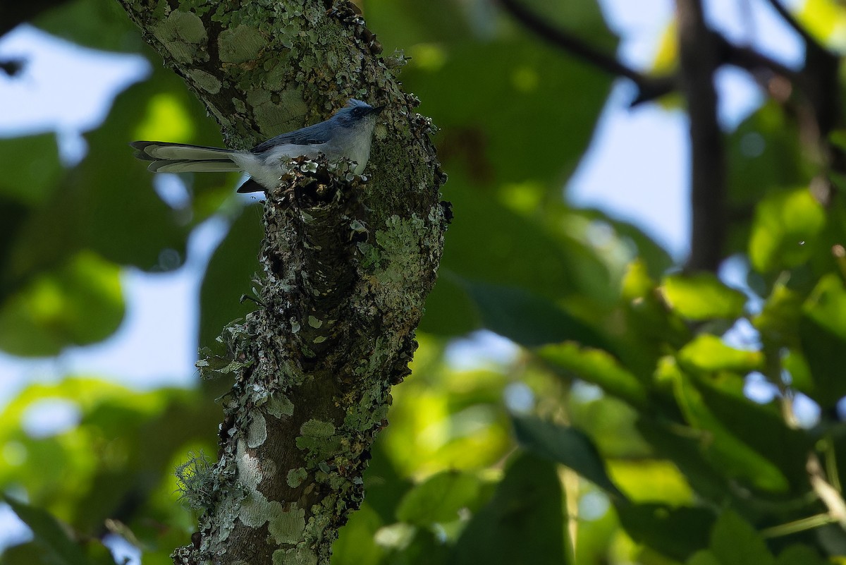 White-tailed Blue Flycatcher - ML642438869