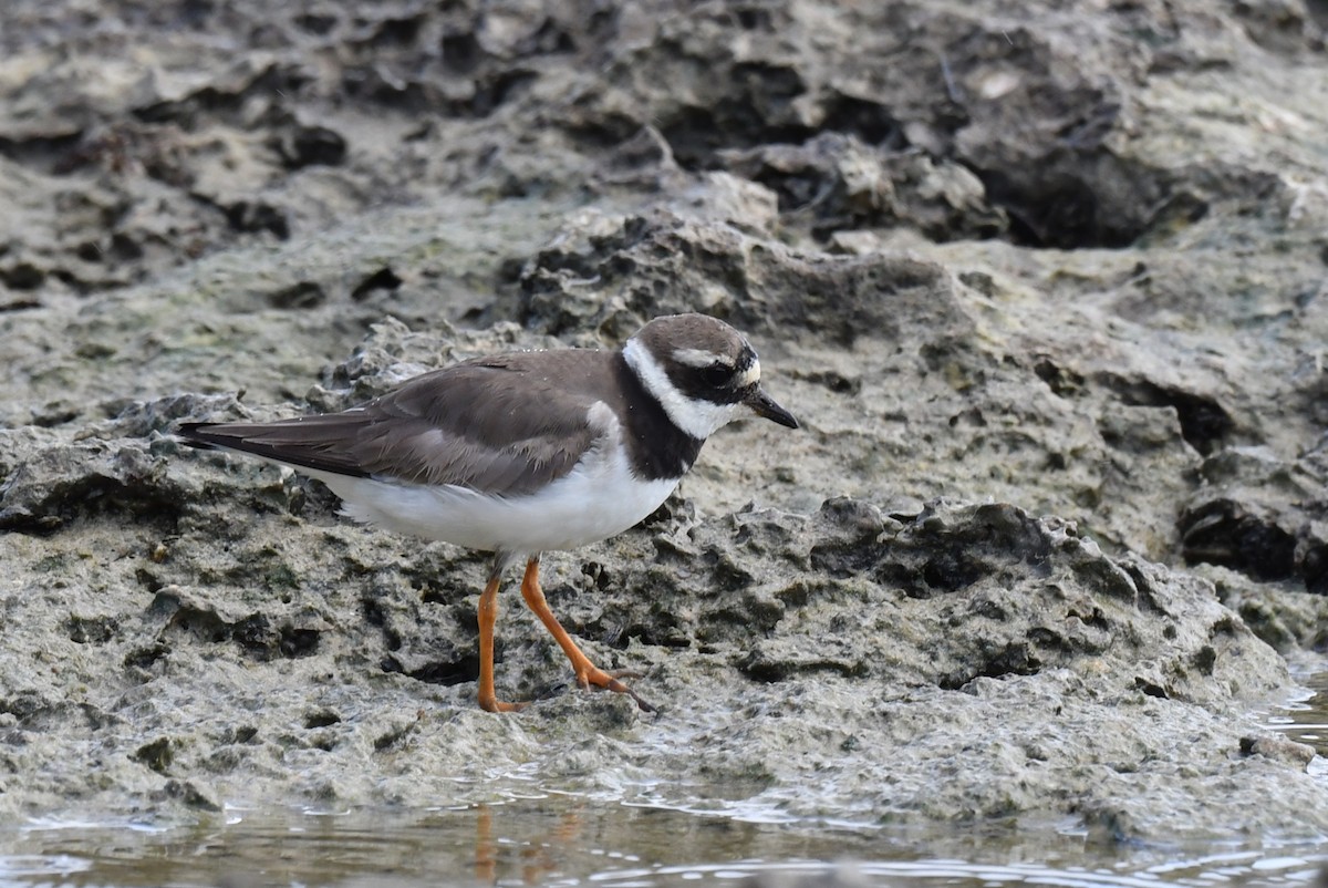 Common Ringed Plover - ML642438878