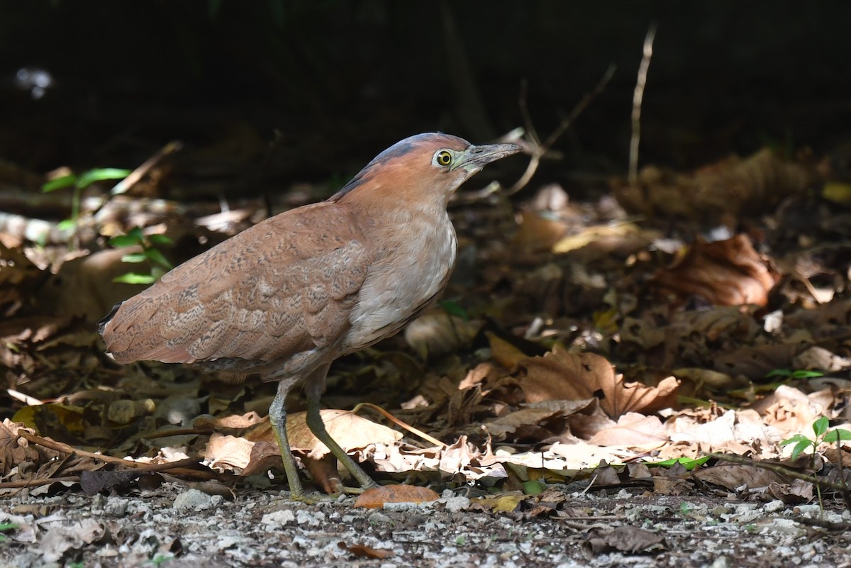 Malayan Night Heron - ML642438896