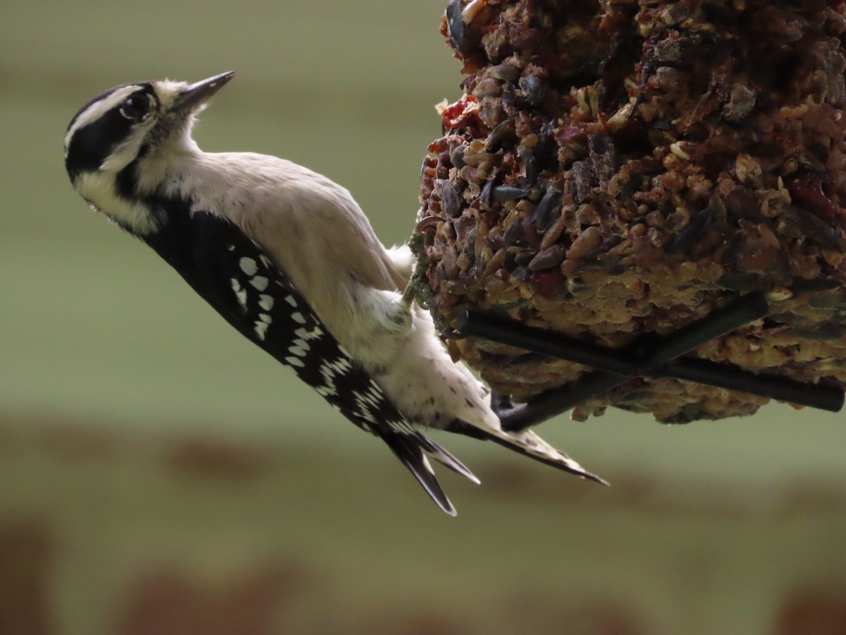 Downy Woodpecker - ML642438902
