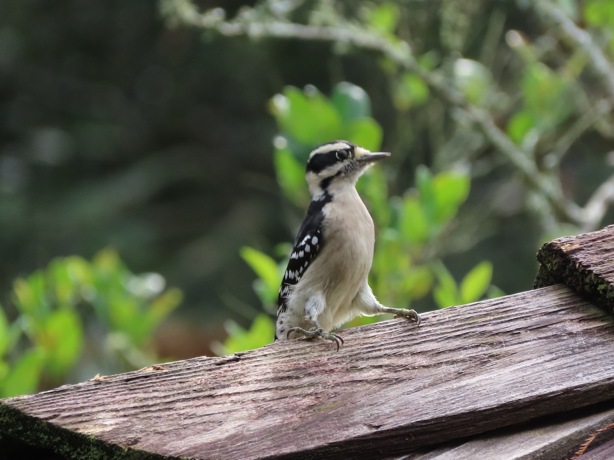 Downy Woodpecker - ML642438903