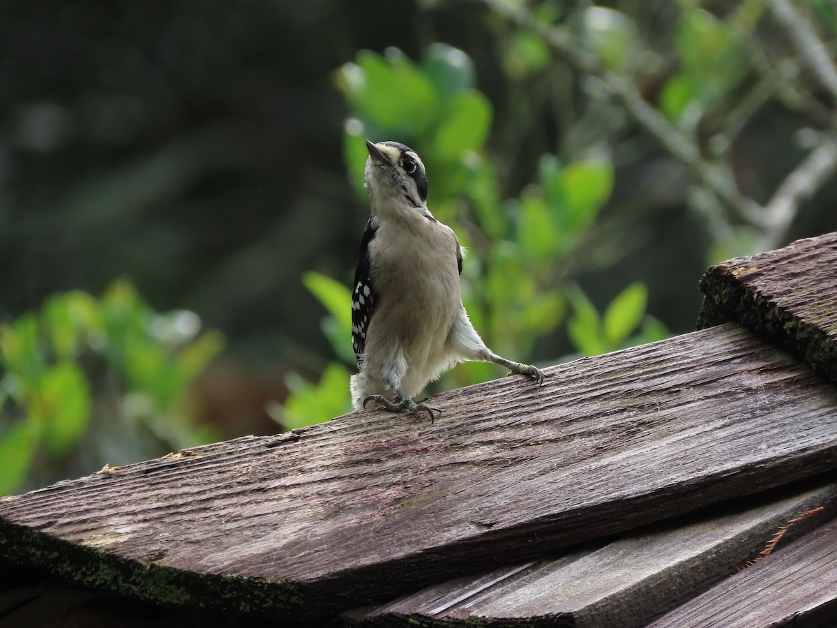Downy Woodpecker - ML642438904