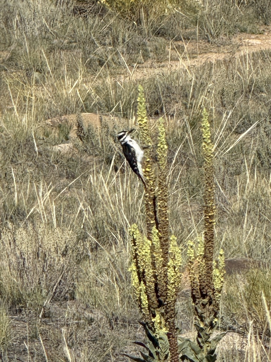 Hairy Woodpecker - ML642438916