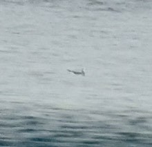 Mouette de Sabine - ML642438924