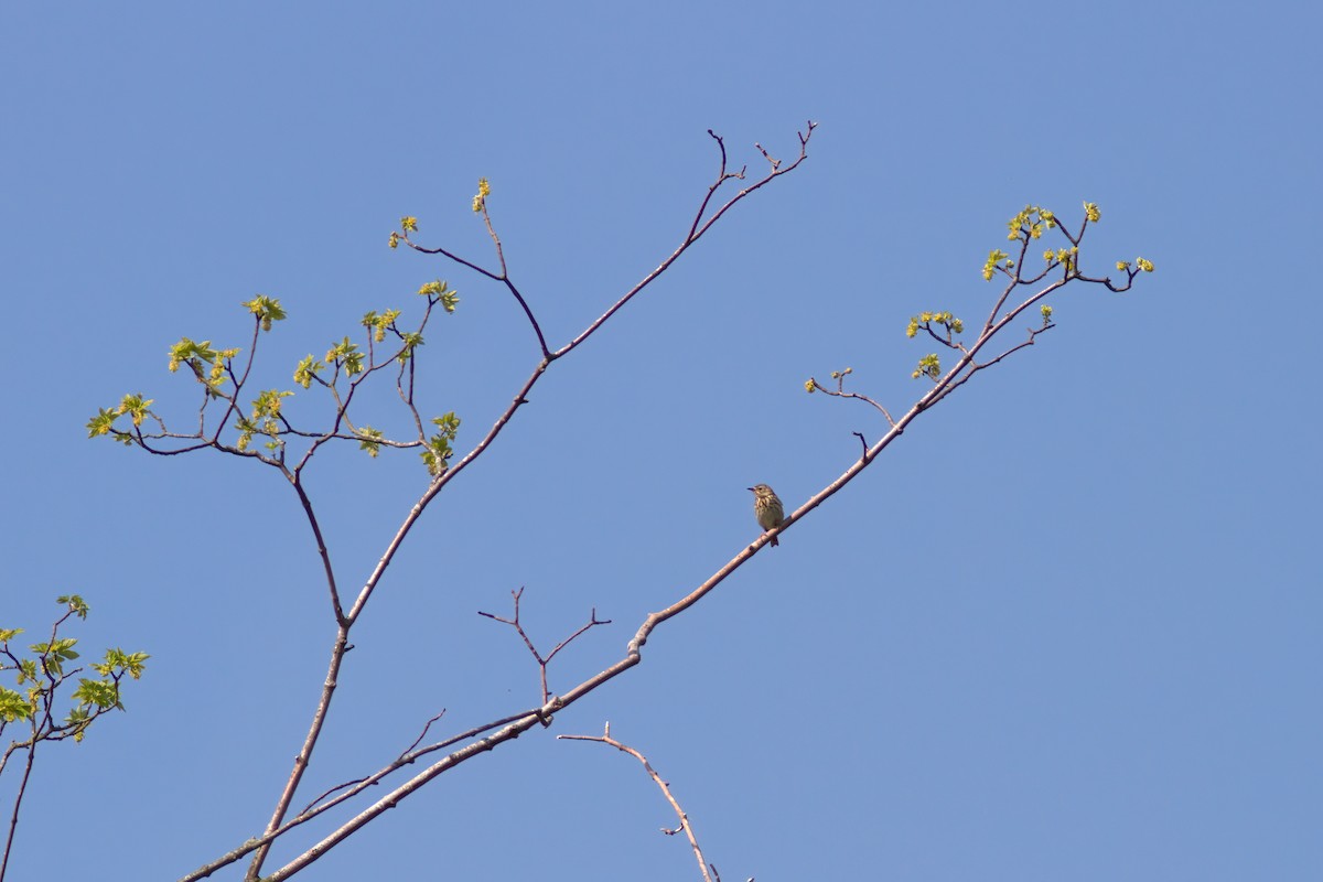 linduška lesní - ML642438935