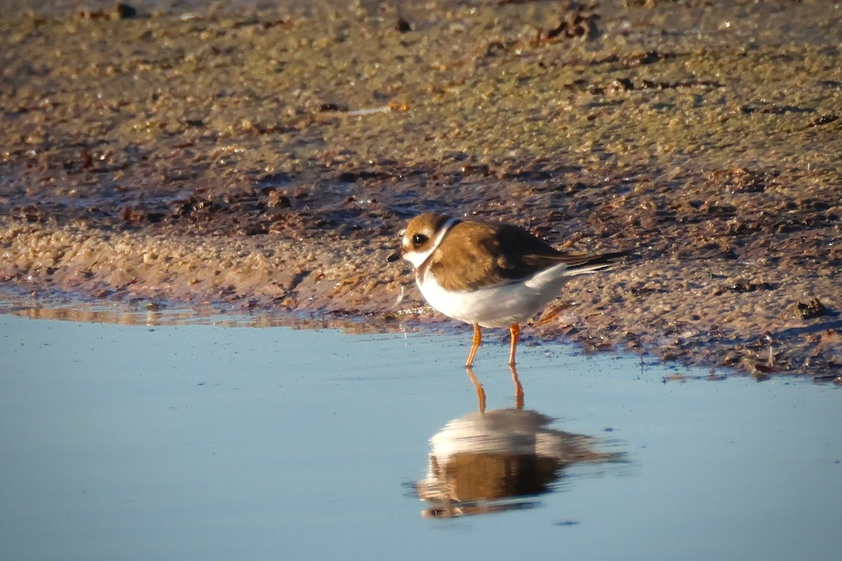 Common Ringed Plover - ML642438937