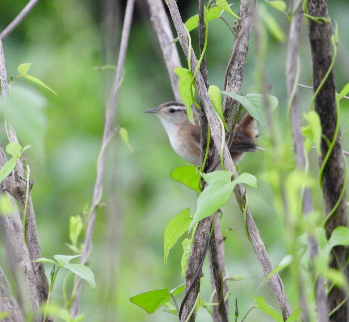 Marsh Wren - ML642438938