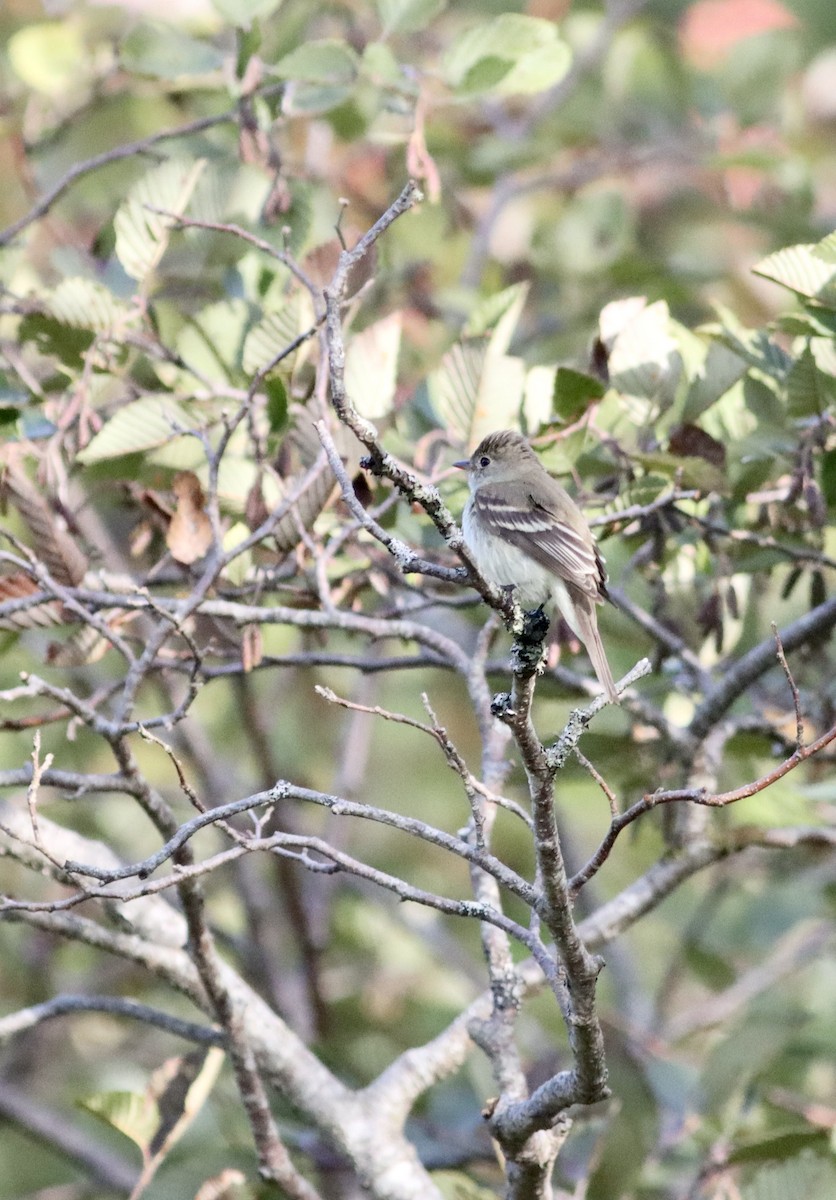 Least Flycatcher - ML642438966